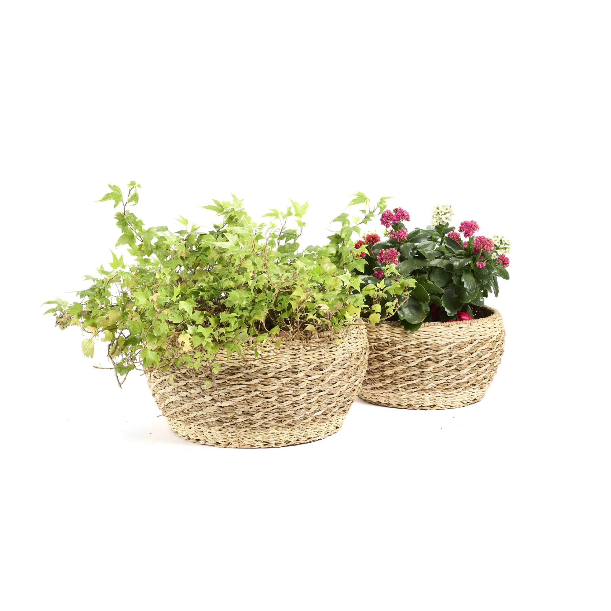 On Earth Cooperative Collection Tangle cesti hogla naturali